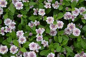 Image result for Lippia