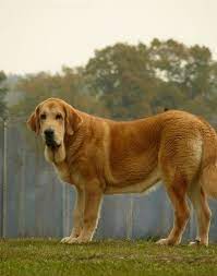 Spanish Mastiff Pictures Spanish Mastiff Large Dog Breeds Unique Dog Breeds