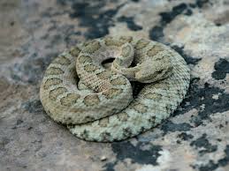We did not find results for: Tips To Stay Safe Around Rattlesnakes Deseret News