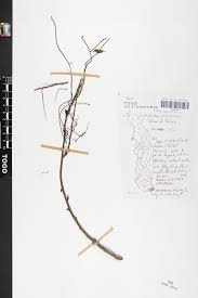 Image result for Phyllanthus polyspermus