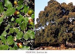 Typically, these trees come planted in garden or potting soil, which is not a suitable substrate for vigorous bonsai growth. Plants Flowers Of Greek Myth 2