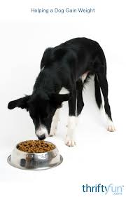 Helping a rescue dog gain weight isn't tossing them a few mcdonald's burgers and letting them go to town. Helping A Dog Gain Weight Thriftyfun