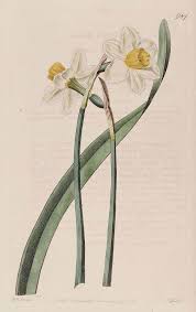 Narcissus Pseudonarcissus Wild Daffodil White Flowers Narcissus Floral Botany