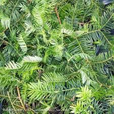 Check spelling or type a new query. Japanese Plum Yew Cephalotaxus Shrubs Bates Nursery And Garden Center Nashville Tn Bates Nursery Garden Center