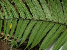 Image result for Pneumatopteris