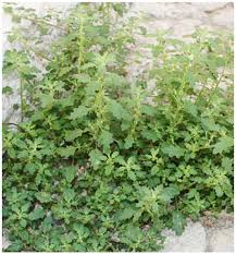 Image result for Dysphania congolana