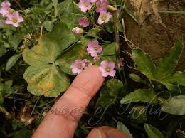 Image result for Oxalis latifolia