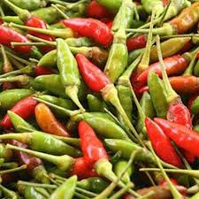 Padi, cabai rawi, burung sauce. Pembekal Cili Lada Padi Dan Cili Besar Sabah Kota Kinabalu Beaufort Posts Facebook