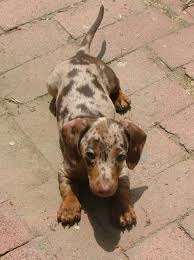 Look at pictures of dachshund puppies in california who need a home. I Want A New Chocolate Dapple Baby So Bad Akc Dapple Dachshund Puppy By From Smith S Barkery Southern California Dachshund Breed Clever Dog Pure Breed Dogs