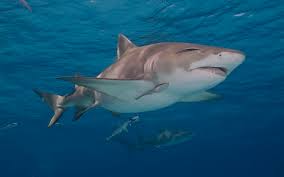 Image result for Shark