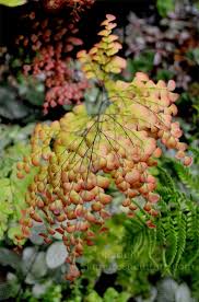 Image result for Adiantum vogelii