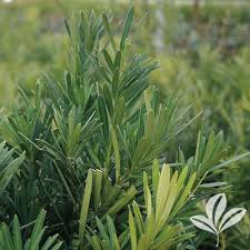 Image result for Podocarpus