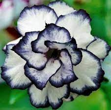 Pin On Beautiful Flowers