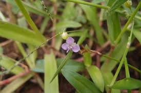 Image result for Murdannia semiteres