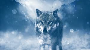 Download, share or upload your own one! Wolf Wallpaper 1920x1080 Posted By Zoey Anderson