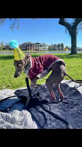 Birthday boyyy #axle #itlaiangreyhound #greyhound #dog #birthday #hooman