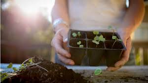 Transplanting Seedlings Vs Direct Sowing Seeds Pass The