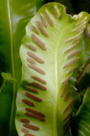 Image result for Asplenium hemitomum