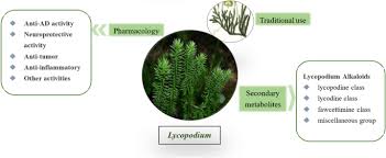 Image result for Lycopodium