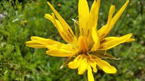 Image result for Pseudopodospermum hispanicum