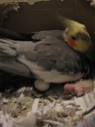 Caring For Cockatiel Babies Pethelpful