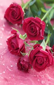 Pin By Ivanka Kostova On Rasteniya Pretty Flowers Beautiful Roses Rose Flower