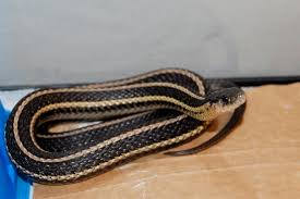 Butler's Garter Snake (Thamnophis butleri) &middot; iNaturalist