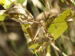 The wet, humid atmosphere of the kehjistan rainforest is an environment perfect for fly and mosquito larvae. Moquito Long Legged Insect Insect Sting Giant Mosquito Tipula Oleracea Strange Insect Pikist