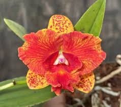 Image result for Oeceoclades saundersiana