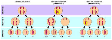 Image result for Meiosperma debile