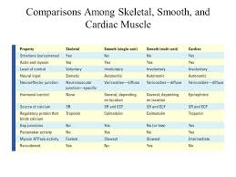 Sioboasan Blog Archive Compare Skeletal And Smooth