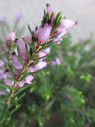 Plant Of The Month