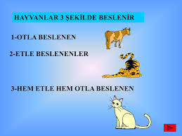 Hazirlayan Adi Soyadi Suzan Pinar Akulke Sinif No 3 C Ppt Video Online Indir