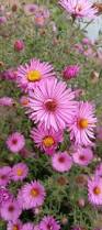 Image result for Aster chimanimaniensis