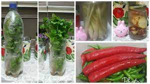 Biasanya kalau beli daun sup, mesti kena beli banyak, mana boleh beli sikit2. Cara Betul Simpan Daun Sup Lengkuas Serai Cili Boleh Tahan Berbulan Bulan
