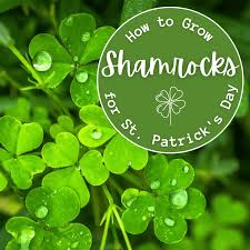 Mar 17, 2021 · shamrock plant care tips place the plant in an area that is room temperature and receives good air circulation and bright, but not direct, light. Lhav5gkwa5fj9m