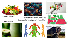 Image result for Ximenia afra