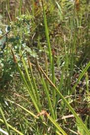 Image result for Eleocharis acutangula