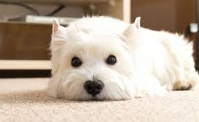 Are westies good family dogs? Miruna Author At Westie Vibes Page 3 Of 8