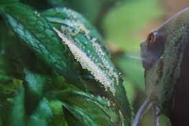 Why Do Angelfish Eggs Turn White Prevention Tips Pet Fish Online