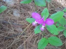 Image result for Polygala friesii