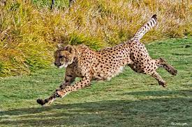 Kiburi Cheetah Run Wild Cats African Animals Funny Animal Pictures