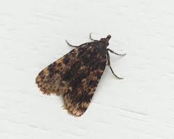 Image result for Pyralis lienigialis