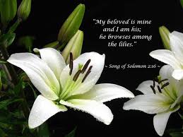 Dream Weddings At First Congregational Church Of Naples White Lily Flower White Lilies Lily Flower