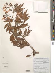 Image result for Tessmannia anomala