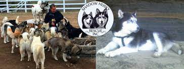 Jan 10, 2021 · siberian husky dogs adopted on rescue me! Shadow Husky Rescue Inc