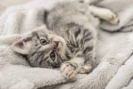 Toxoplasmose ist bei hauskatzen selten. Erstausstattung Fur Jungkatzen Herz Fuer Tiere De