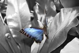 Beautiful Black And White With Color Splash Black And White Photo With Blue Butter Fly Www Pinterest Com Wholoves Black White Color Black Color Splash Photography Colorful Pictures Color Splash