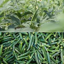 They need full sun to produce their fruit and are permanently damaged by frost. Vegetables To Grow In Summer Fruits To Grow In Summer Agri Farming