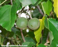 Image result for Aleurites